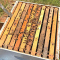 Beginner Bee Class