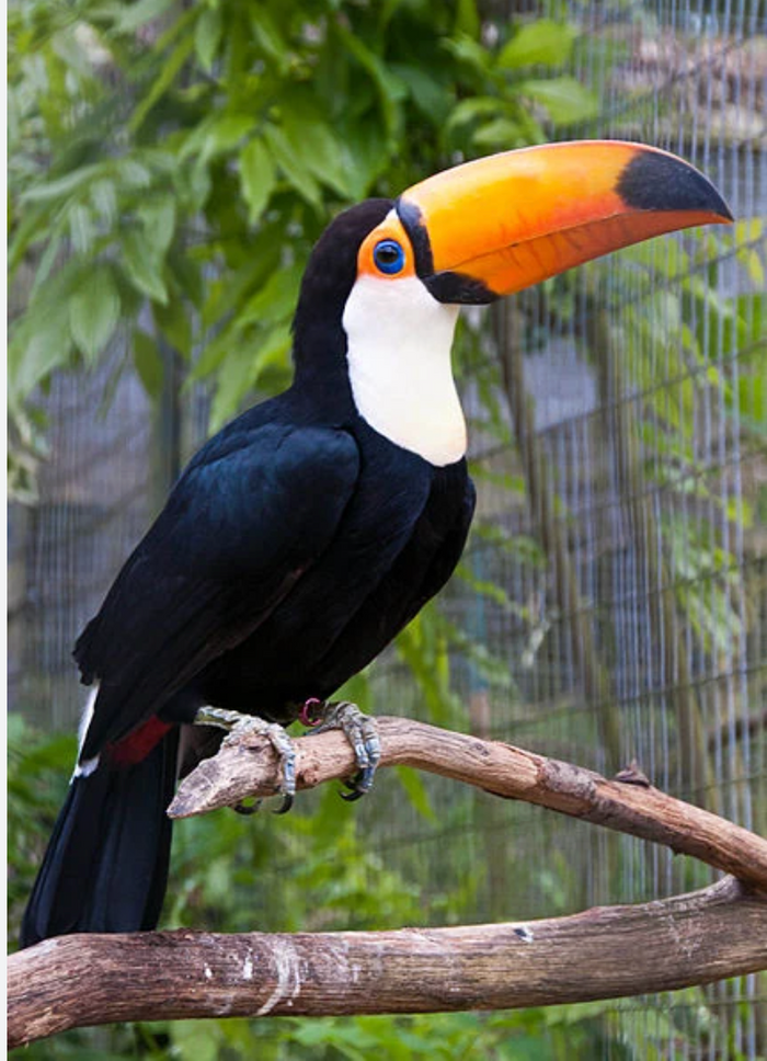Toucan - Travel the World - Assigned Pooling